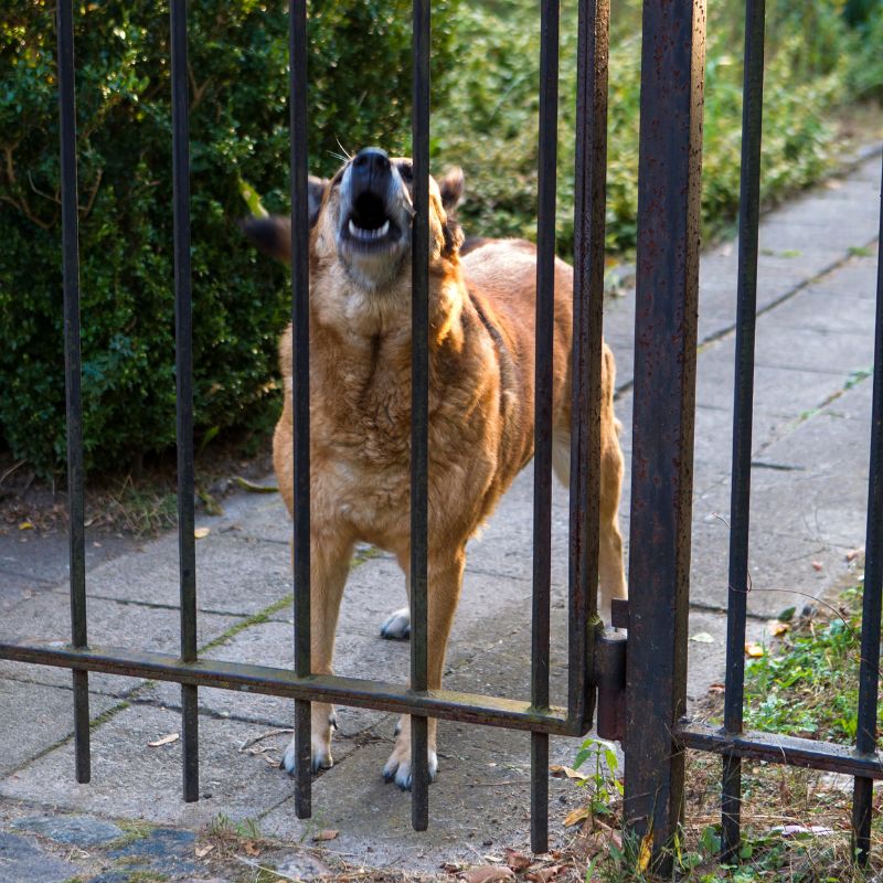 Dem Hund das Bellen abgewöhnen - WaldiBello