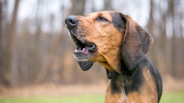 Dem Hund das Bellen abgewöhnen - WaldiBello