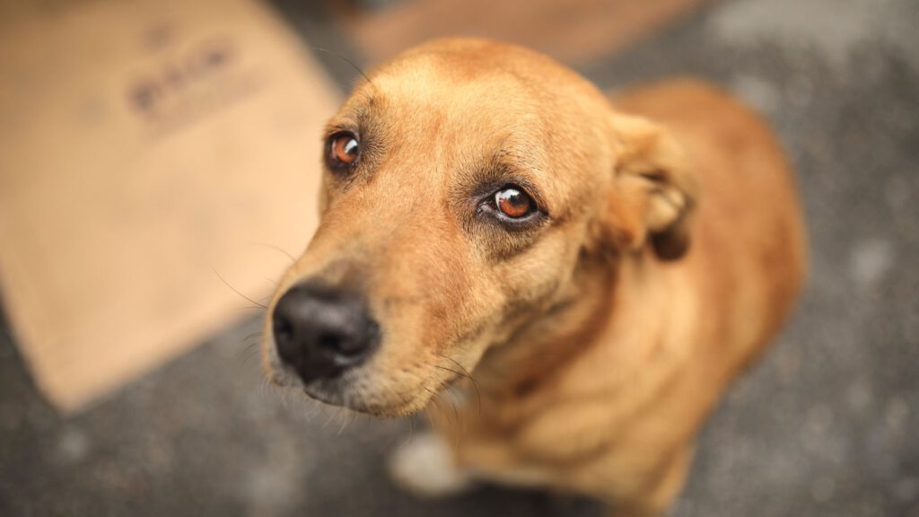 Depression bei Hunden