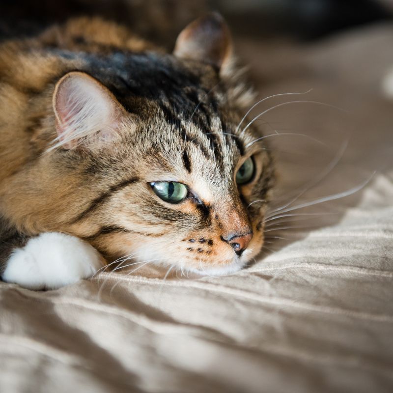 Depression bei der Katze - Waldibello