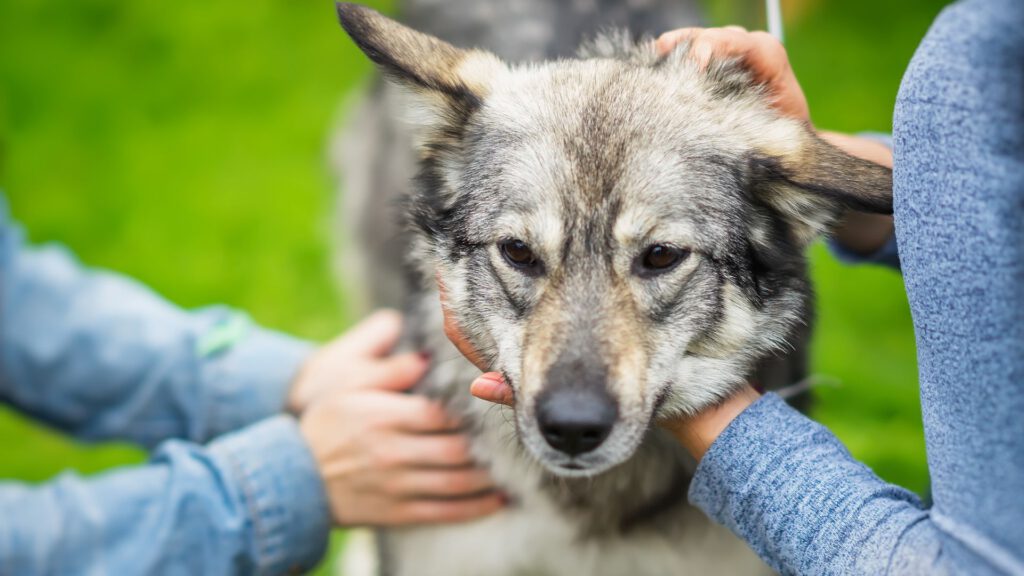 Depressionen bei Hunden - Wie man sie erkennt und behandelt