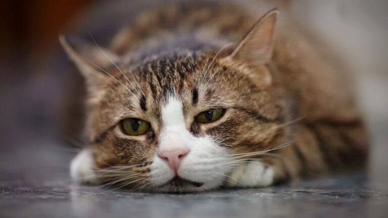 Depressionen bei Katzen - WaldiBello