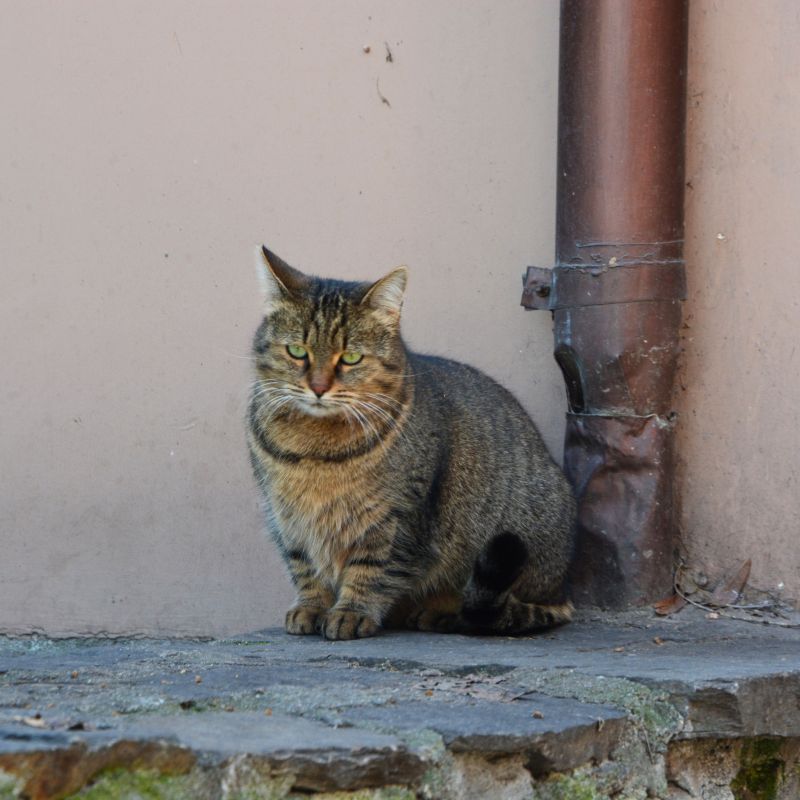 Depressive Katze - Waldibello