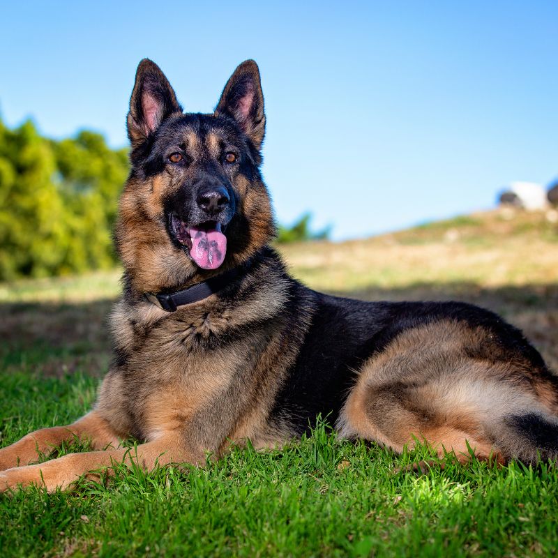 Deutscher Schäferhund - Hunderasse - WaldiBello