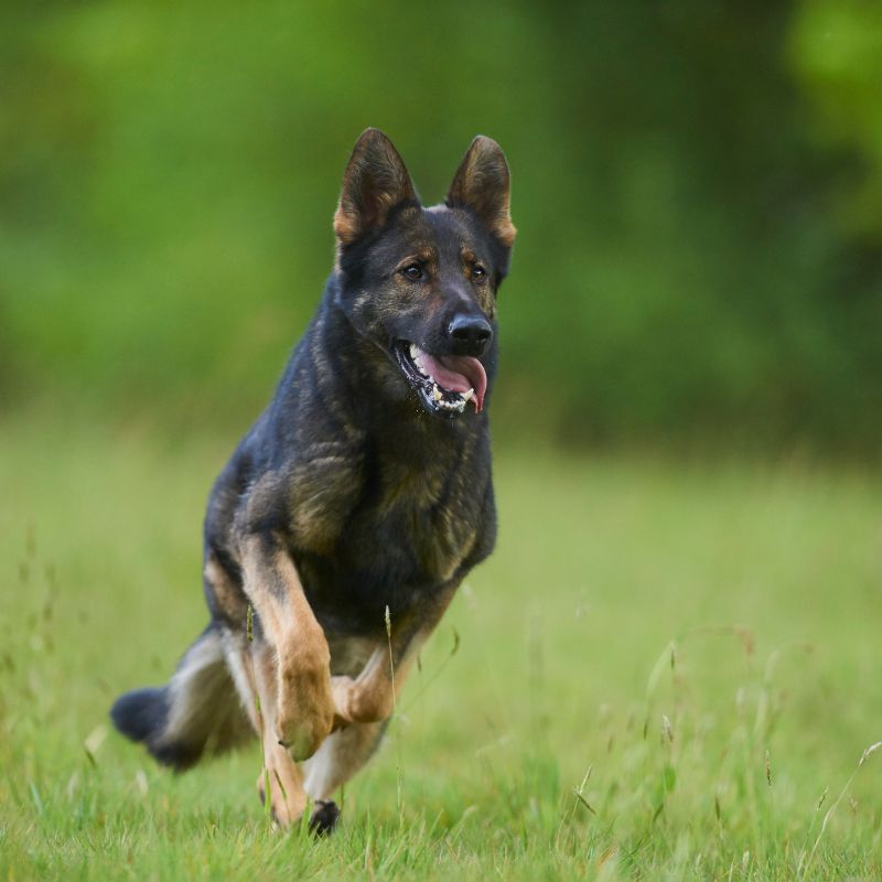 Deutscher Schäferhund - Hunderasse - WaldiBello