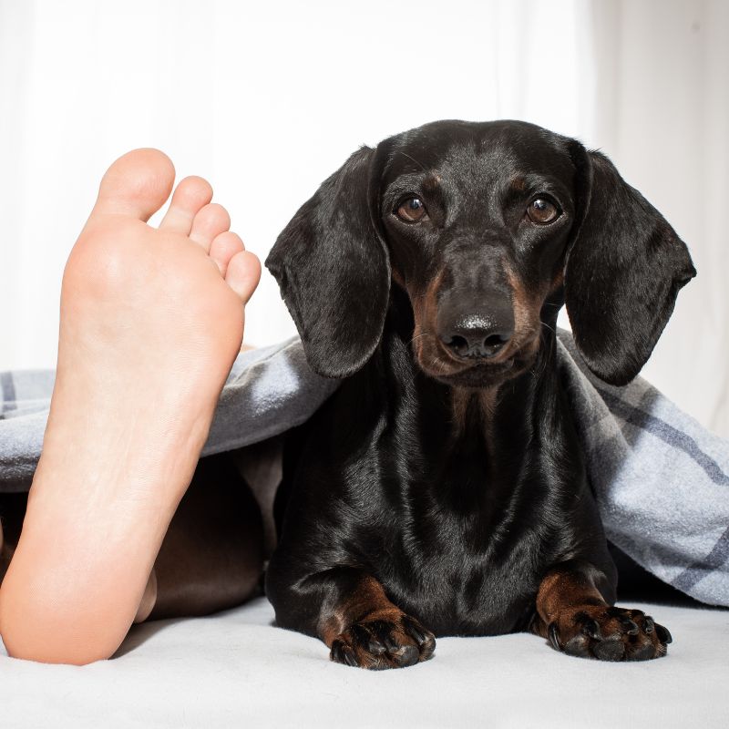 Die besten Hundebetten für Welpen - WaldiBello