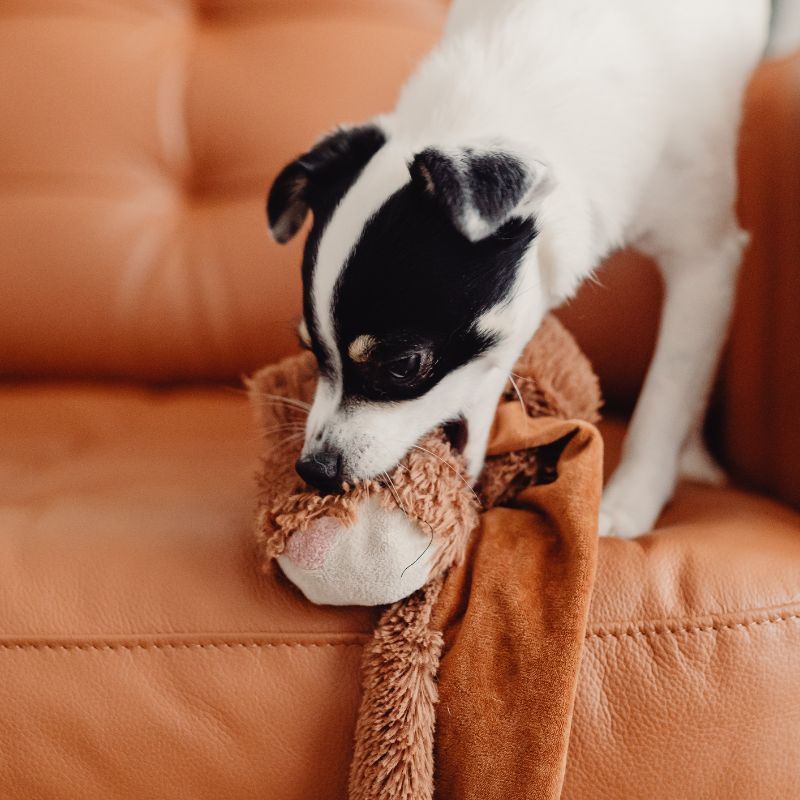 Die besten Hundespielzeuge - WaldiBello