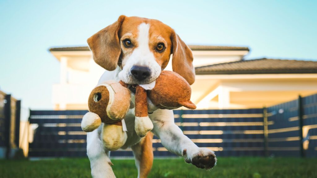 Die besten Hundespielzeuge - WaldiBello