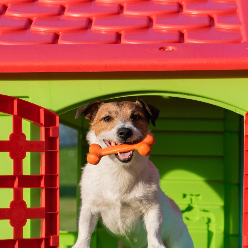 Die besten Hundespielzeuge - WaldiBello