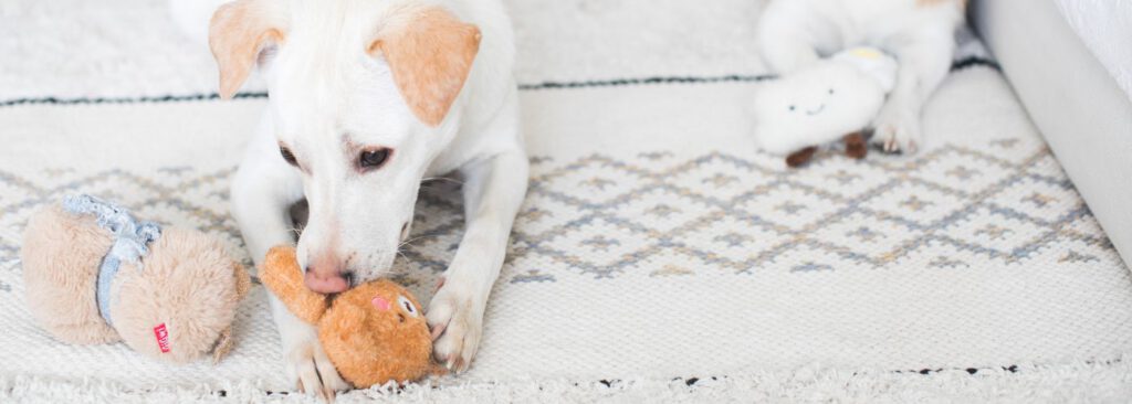 Die besten Hundespielzeuge - WaldiBello