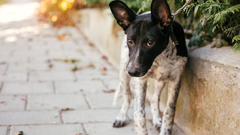 Die besten Trainingsmethoden für ängstliche Hunde - WaldiBello