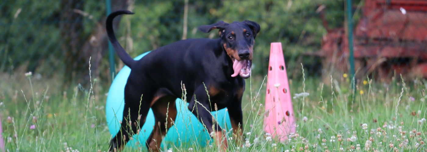 Dobermann - WaldiBello