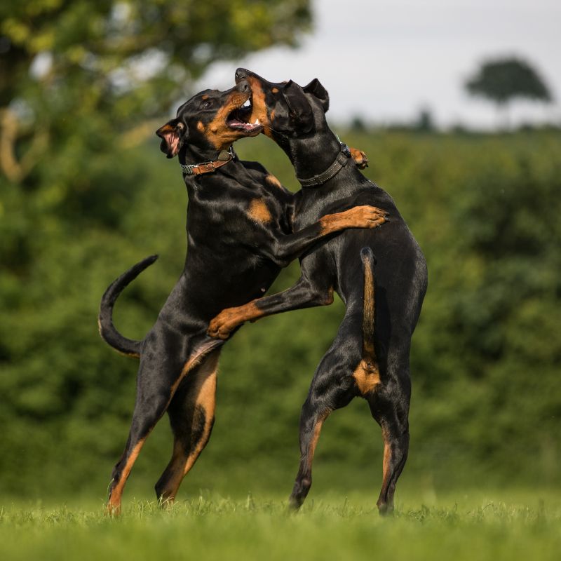 Dobermann - WaldiBello