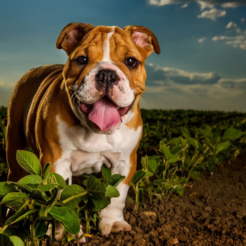 Englische Bulldogge - WaldiBello