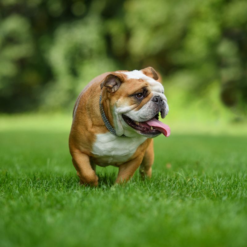 Englische Bulldogge - WaldiBello