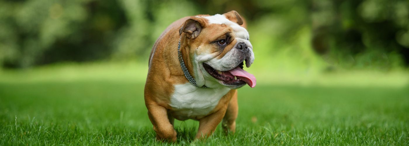 Englische Bulldogge - WaldiBello