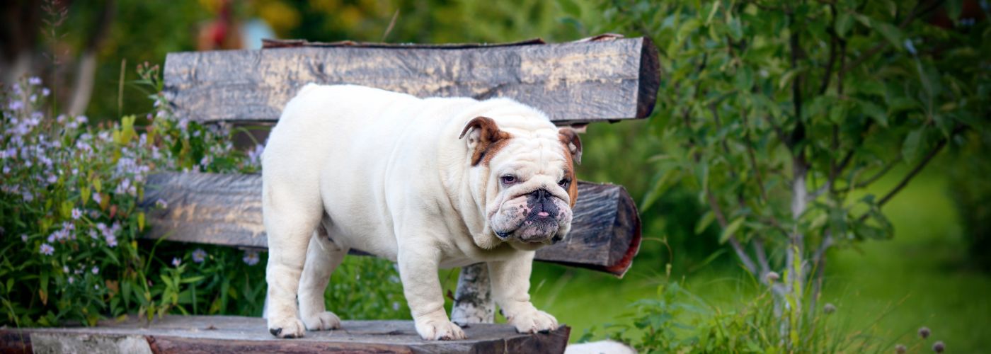 Englische Bulldogge - WaldiBello