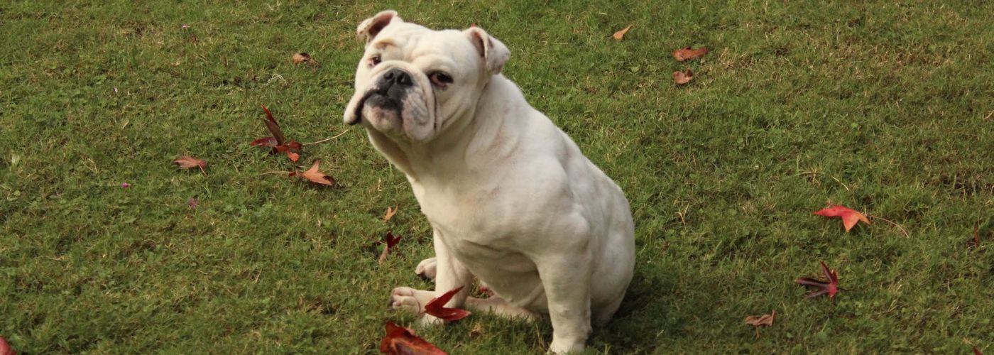 Englische Bulldogge - WaldiBello