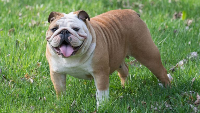 Englische Bulldogge - WaldiBello