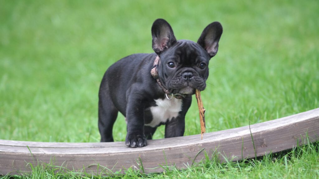 Französische Bulldogge - Hunderasse - WaldiBello