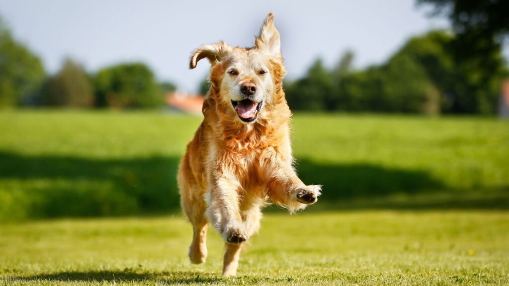 Golden Retriever - WaldiBello