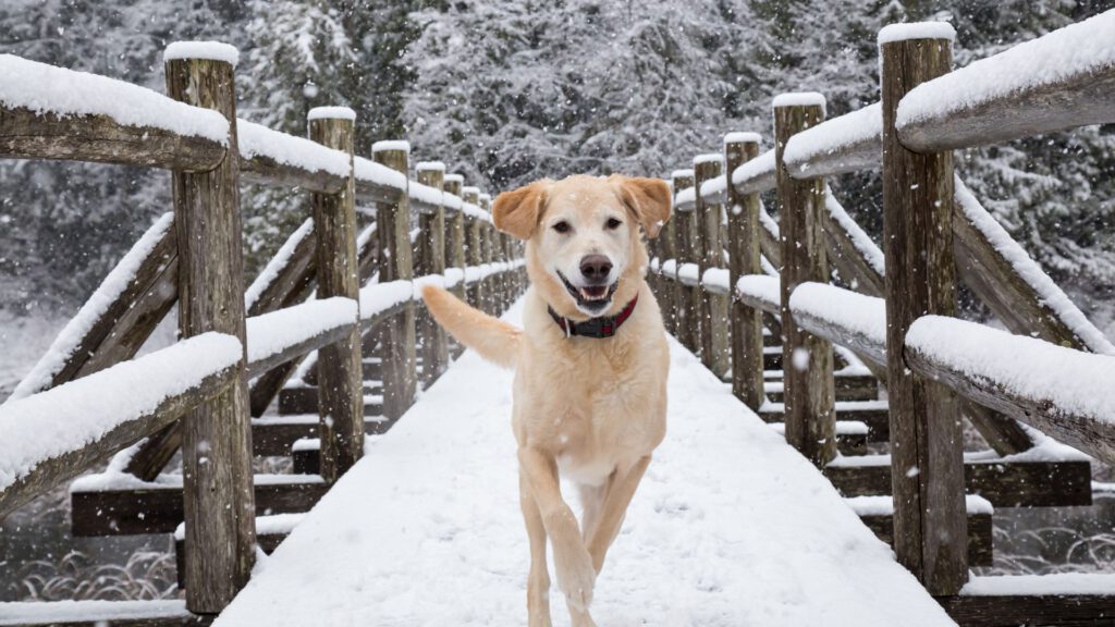 Haustierpflege im Winter - WaldiBello