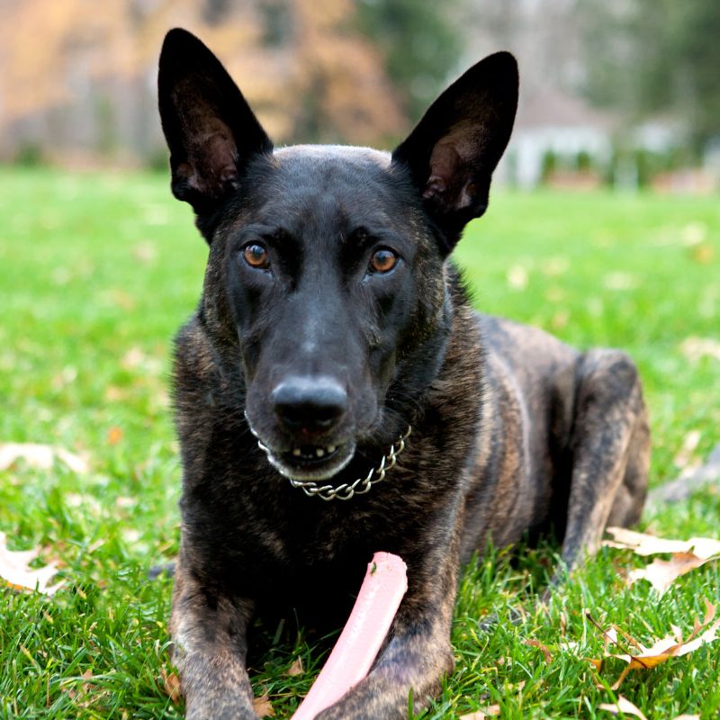 Holländischer Schäferhund - WaldiBello