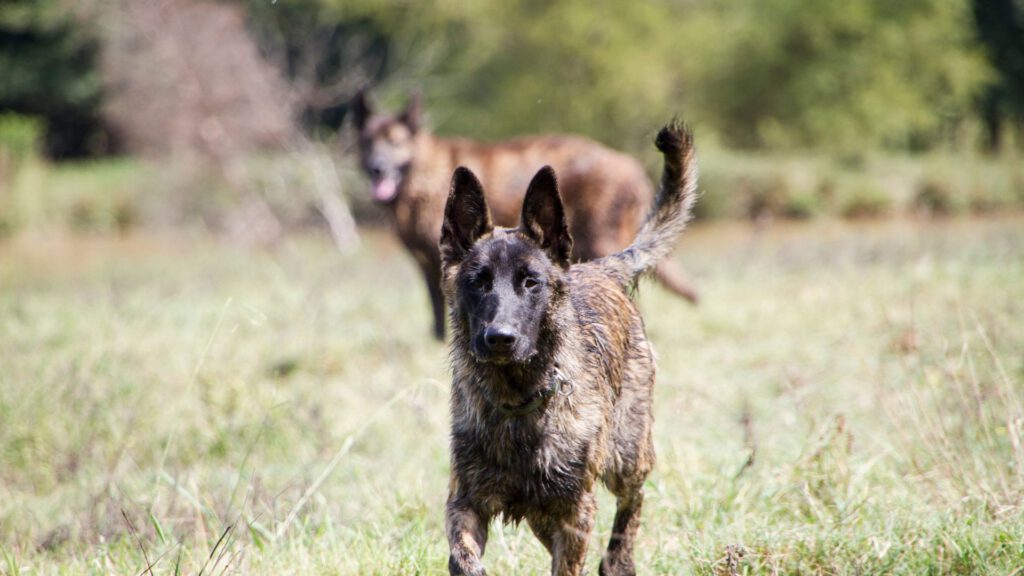 Holländischer Schäferhund - WaldiBello