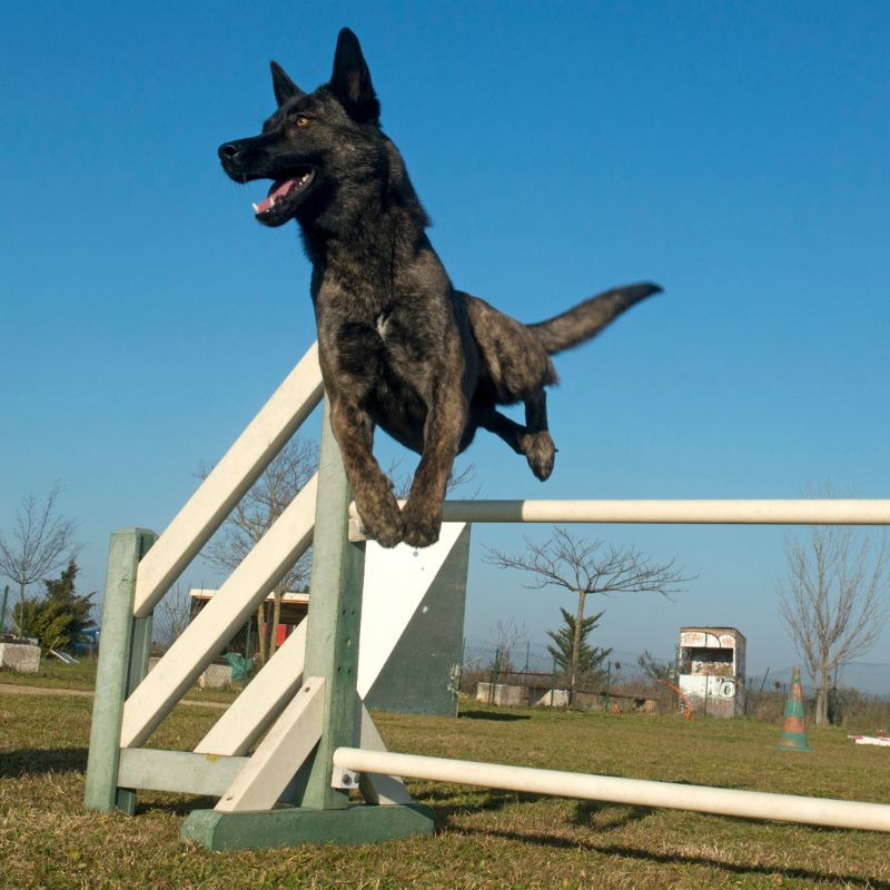 Holländischer Schäferhund - WaldiBello