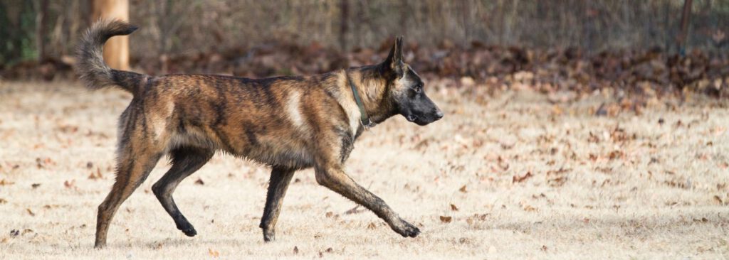 Holländischer Schäferhund - WaldiBello