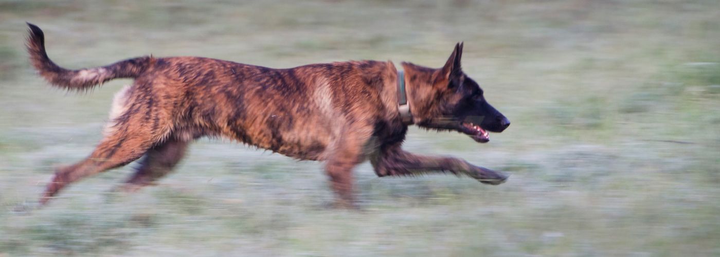 Holländischer Schäferhund - WaldiBello