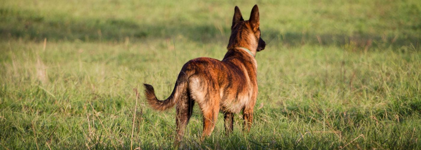 Holländischer Schäferhund - WaldiBello