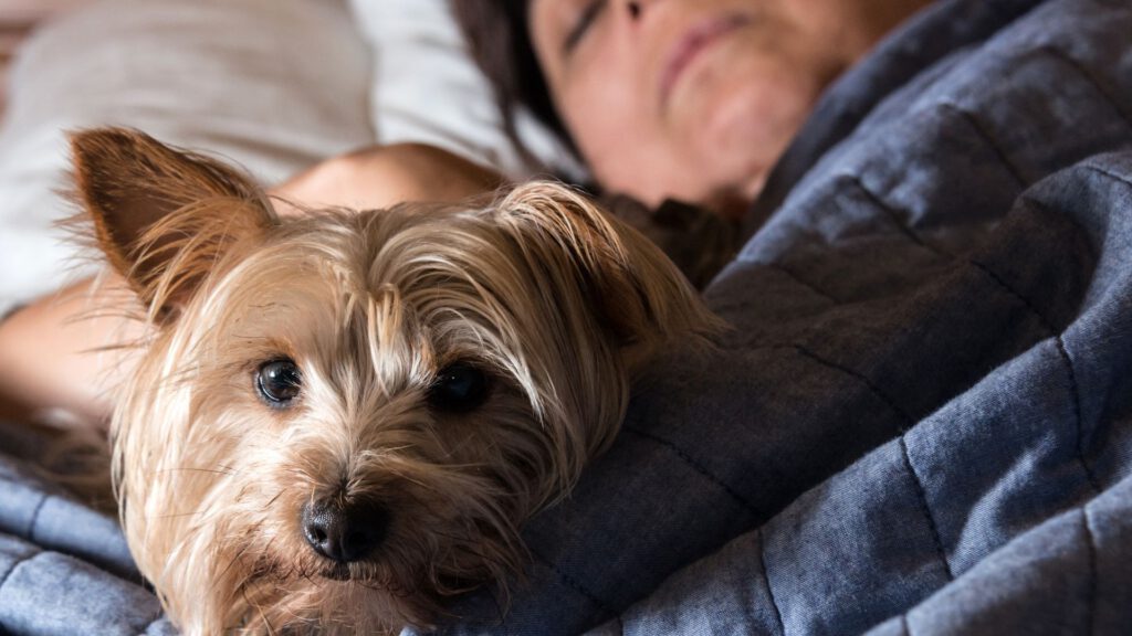 Hund schläft nicht - WaldiBello