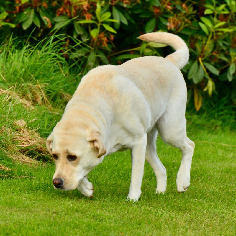 Labrador Retriever - WaldiBello