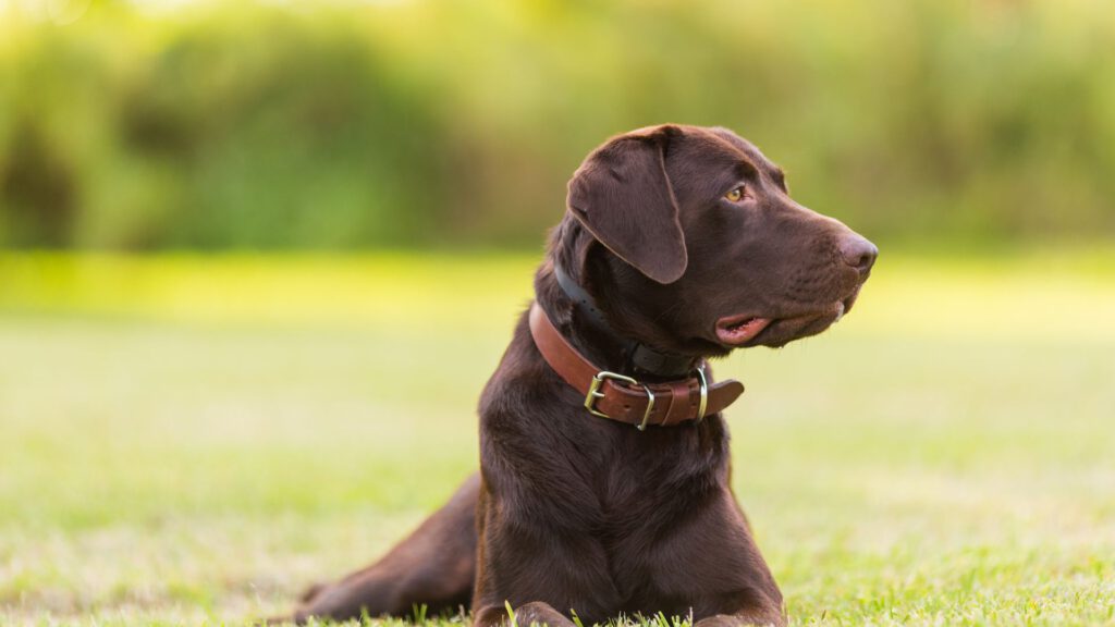 Labrador Retriever - WaldiBello