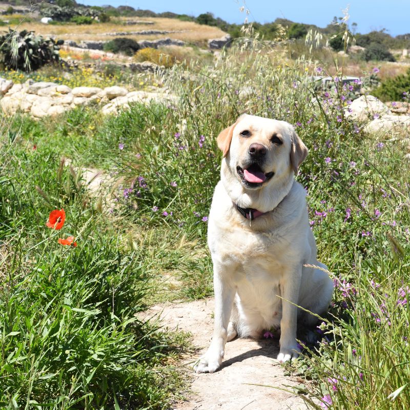 Labrador Retriever - WaldiBello