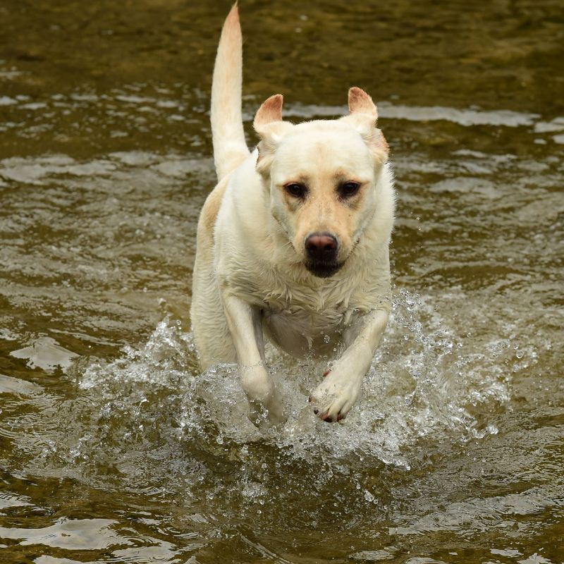 Labrador Retriever - WaldiBello