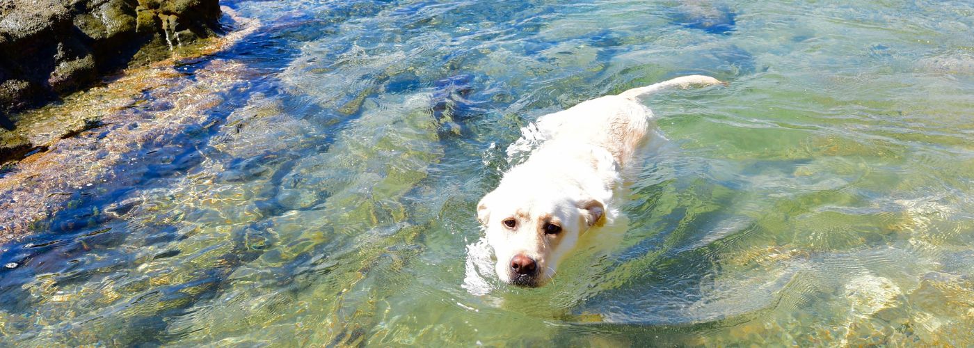 Labrador Retriever - WaldiBello