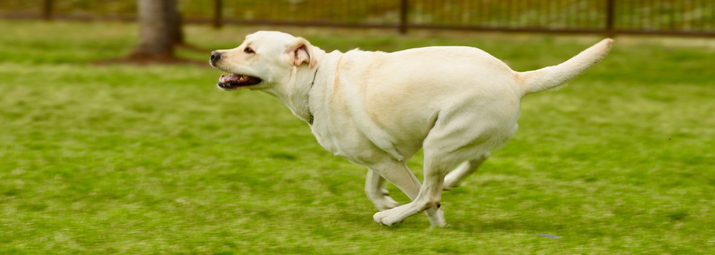 Labrador Retriever - WaldiBello