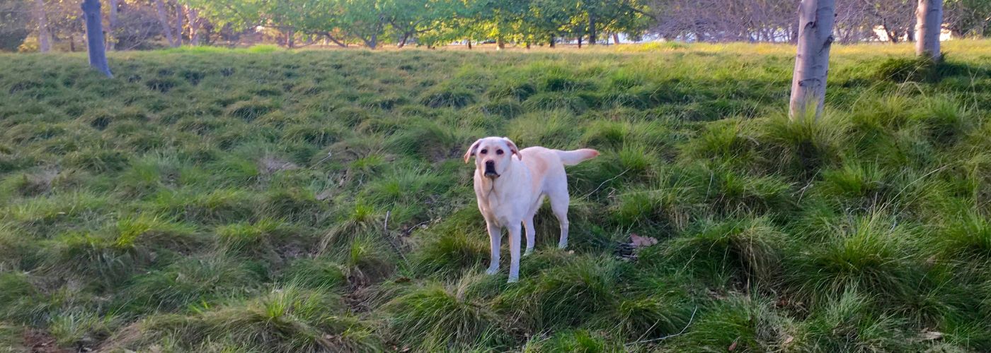 Labrador Retriever - WaldiBello