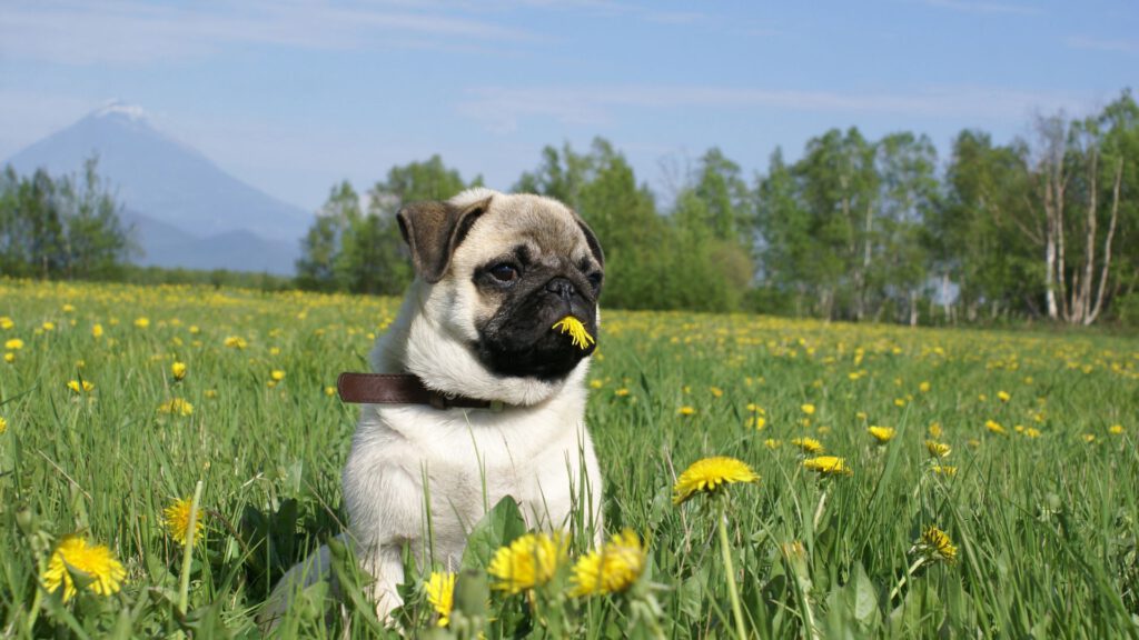 Mops - Steckbrief und Pflege - WaldiBello