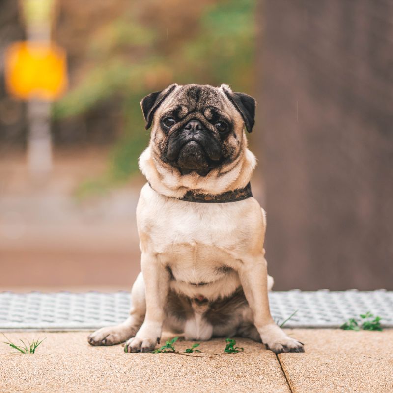 Mops - Steckbrief und Pflege - WaldiBello