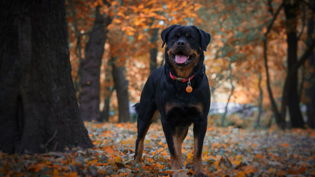 Rottweiler - WaldiBello