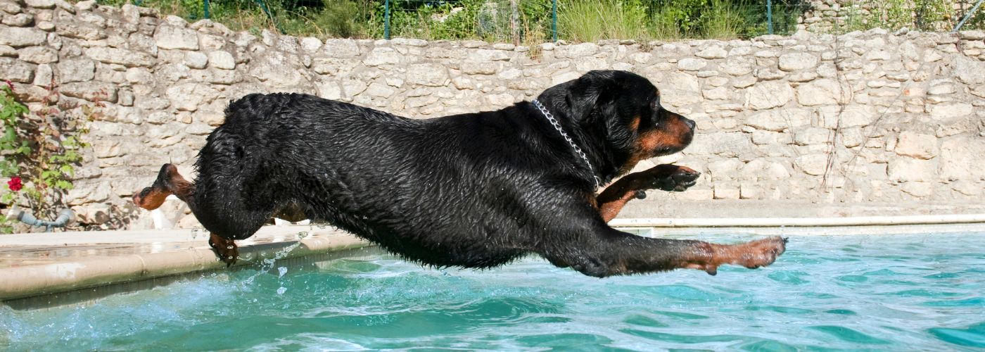 Rottweiler - WaldiBello