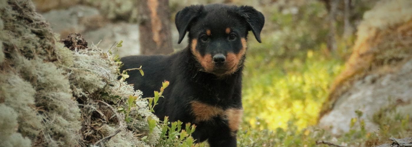 Rottweiler - WaldiBello