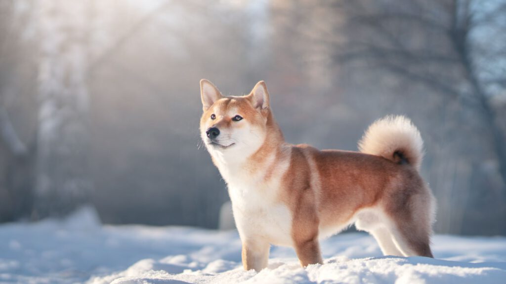 Shiba Inu - WaldiBello