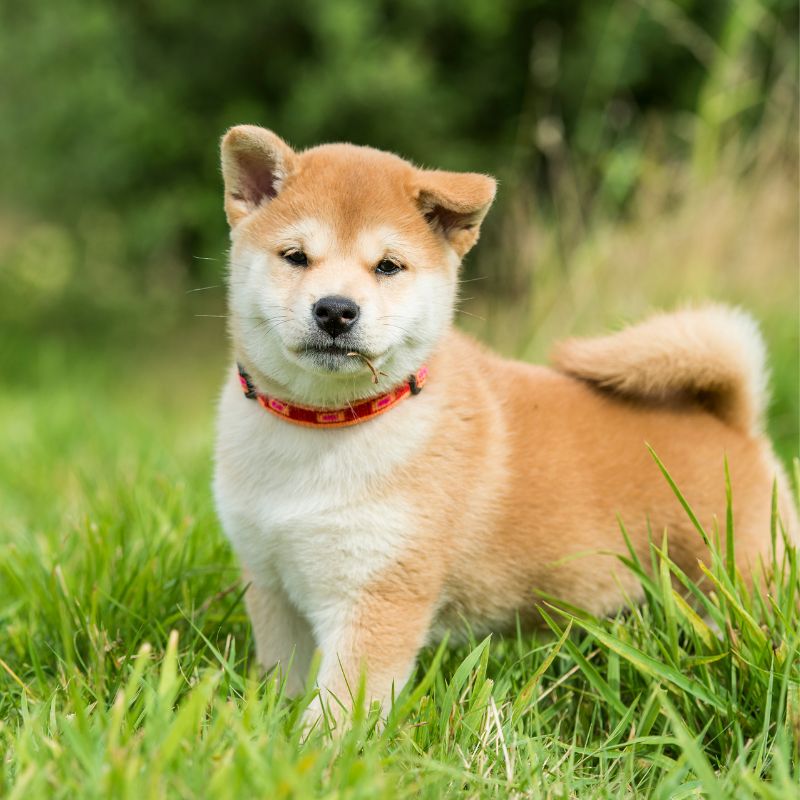 Shiba Inu - WaldiBello