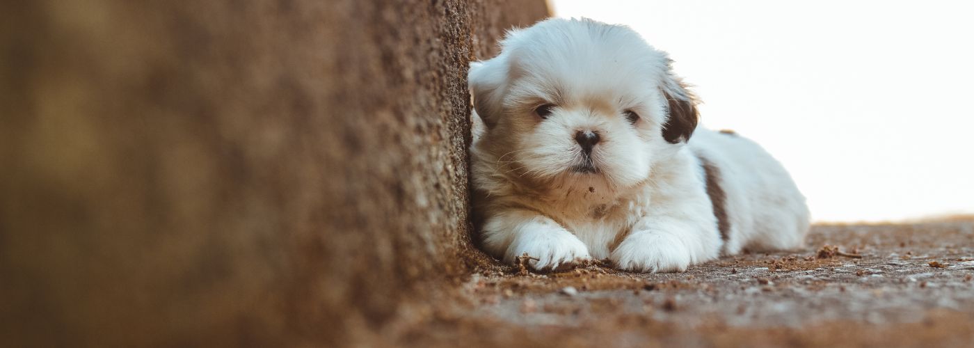 Shih Tzu - Steckbrief und Pflege - WaldiBello