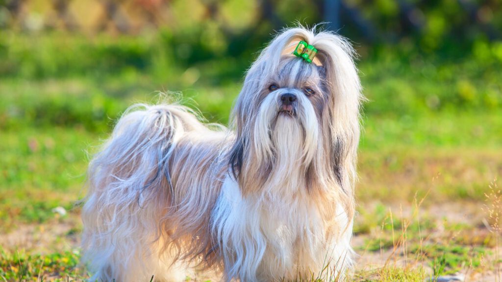 Shih Tzu - Steckbrief und Pflege - WaldiBello