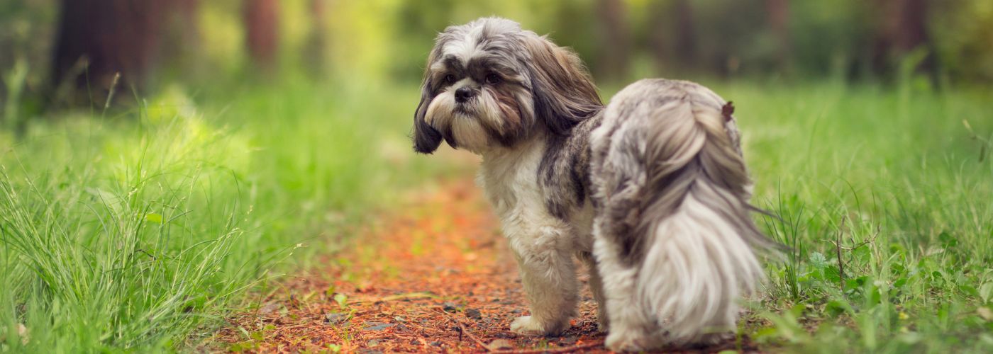 Shih Tzu - Steckbrief und Pflege - WaldiBello